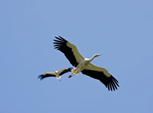 White Stork Flight Stampe: White Storks