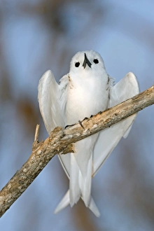 Tree Nesting Birds Stampe: White tern in a tree