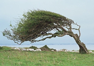 Stampe di Albero ventato, questo albero sconosciuto ha avuto la sua crescita plasmata dalle forti correnti costiere che lo soffiano da sempre Immagini datate 2001: Albero ventoso