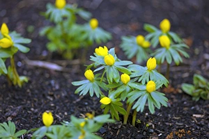 Winter Flowering Plants Stampe: Winter aconite