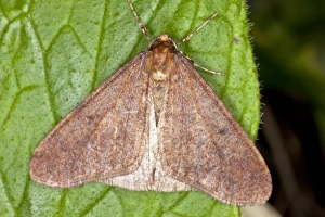 European Moths Stampe: Winter moth