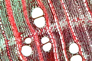 Tree Growth Patterns Stampe: Wood, light micrograph