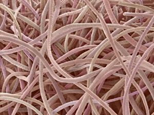 Immagini datate 31 marzo 2008: Wool, SEM