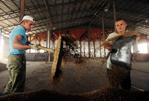 Russian Agriculture Stampe: Workers in a threshing barn