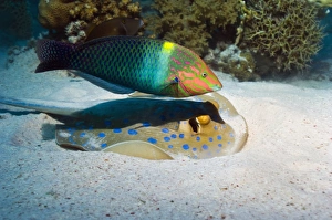 Coral Reef Ecosystem Photos Stampe: Wrasse and ray