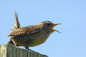 Scottish Birds Stampe: Wren calling