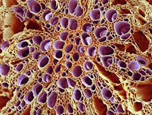 Stampe di Tissuto di xilema. Micrografo a scansione colorata (SEM) di una sezione attraverso il tissuto di xilema da un ramoscello radicale delle dicotiledoni Immagini datate dicembre 2007: Tissuto xilematico, SEM