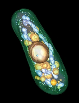 Immagini del 7 marzo 2008: Cellula di lievito, elettrotomografia