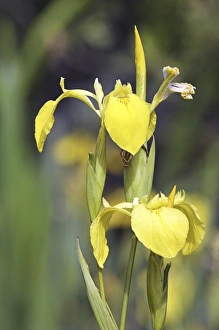 Iris Pseudacorus Stampe: Yellow iris (Iris pseudacorus)