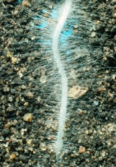 Raphanus Sativus Stampe: Young root of the radish, Raphanus