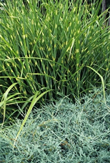 Perennial Plants Stampe: Zebra grass