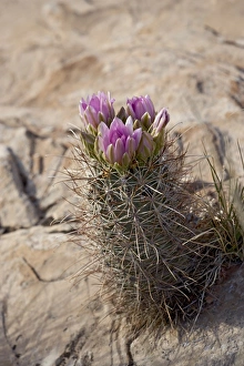 North America Botany Stampe: 27071_work
