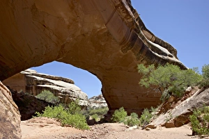 Natural Bridges National Monument Stampe: 27146_work