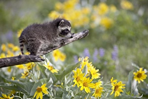 Springtime Animal Photography Stampe: 27187_work