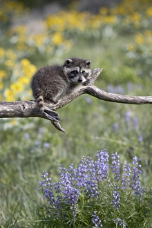 Montana Wildlife Images Stampe: 27196_work