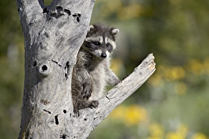 Montana Wildlife Images Stampe: 27202_work