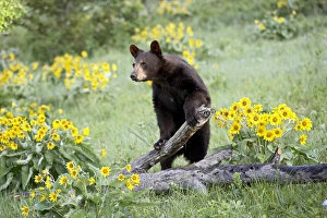 Black Bear In Captivity Stampe: 27237_work