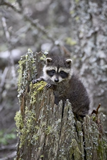 Montana Wildlife Images Stampe: 27370_work