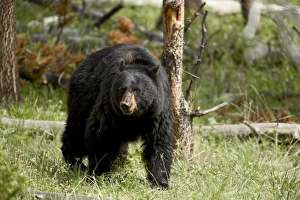 Ursus Americanus Images Stampe: 27399_work