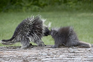 Minnesota Wildlife Images Stampe: 27488_work
