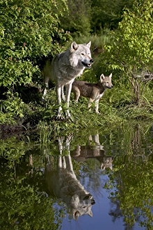 Canis Lupus Photos Stampe: 27550_work