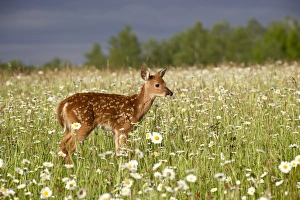 Wild Life Photography Stampe: 27569_work
