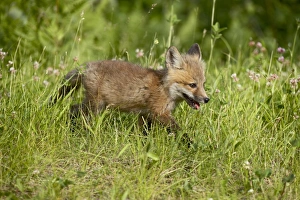Outdoor Mammal Images Stampe: 27623_work