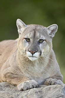 United States Animal Images Stampe: 27645_work