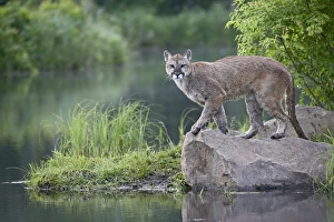 American Wildlife Pictures Stampe: 27649_work