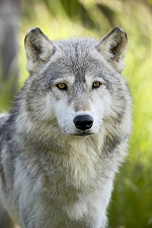 Minnesota Wildlife Images Stampe: 27664_work