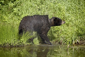 Ursus Americanus Images Stampe: 27680_work