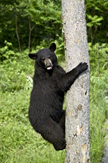 Ursus Americanus Images Stampe: 27690_work