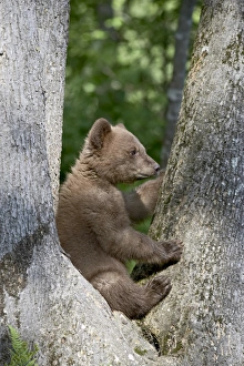 Black Bear Cub Stampe: 27697_work