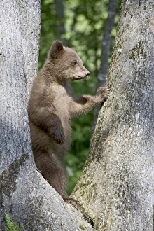 Black Bear Cub Stampe: 27698_work