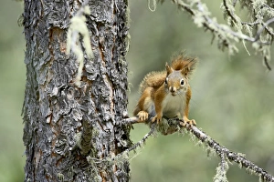 American Wildlife Pictures Stampe: 27715_work