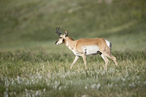 Natural World Photography USA Stampe: 27718_work