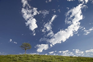 Custer State Park Stampe: 27748_work