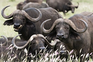 African Buffalo Habitat Stampe: African buffalos (Syncerus caffer), looking at the camera, Tsavo, Kenya, East Africa