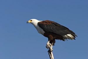 African Fish Eagle Stampe: African fish eagle