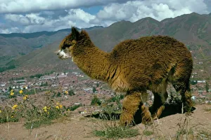 Immagini Correlate Stampe: Alpaca di Cuzco