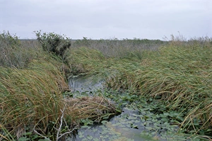 United States Nature Reserves Stampe: Anhinga trail