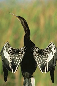 Colorful Natural World Images Stampe: Anhingas drying wings