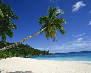 Tropical Island Getaway Stampe: Anse Intedance
