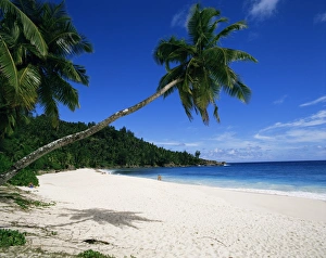 Tropical Palm Tree Photography Stampe: Anse Interdance