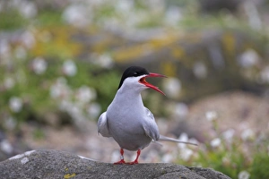British Wildlife And Nature Stampe: Arctic tern