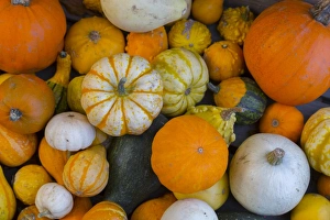 Stampe di Verdure autunnali varieggiate di zucca e melone d'Anguria del Derbyshire Inghilterra Regno Unito Europa Immagini datate 25 ottobre 2016: Verdure di autunno variegate, zucche e zucca