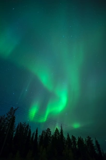Finlandia Stampe: L'aurora boreale sopra il bosco di conifera la notte a Muonio in Finlandia settentrionale