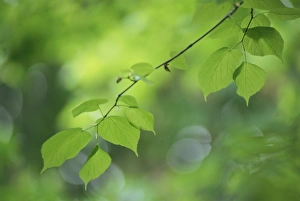 Beech Leaf Photography Stampe: Backlit beech leaves