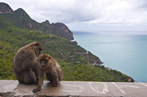 African Wildlife Travel Destinations Stampe: Barbary Macaque (Macaca sylvanus) at Cap Carbon, Bejaia, Kabylia, Algeria