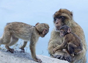 Cute Monkey Photos Stampe: Barbary macaques (Macaca sylvanus) interaction, Gibraltar, Europe